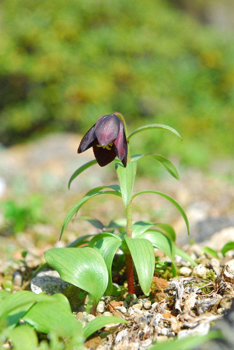 六甲高山植物園 ロックガーデンの高山植物がどんどん咲いてきています 六甲高山植物園のベストシーズン到来 コマクサ や クロユリ コケモモやウスユキソウの仲間も咲いています 六甲高山植物園 ロックガーデンの高山植物がどんどん咲いてきています 六甲高山植物園のベストシーズン到来 コマクサ や クロユリ コケモモやウスユキソウの仲間も咲いています
