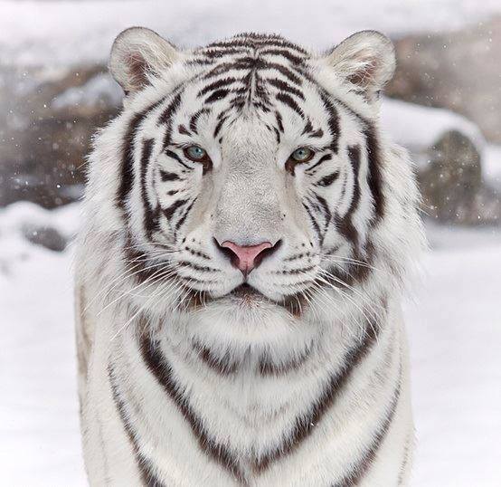 naturalpick's tweet photo. Beautiful pics of Tiger https://t.co/bkQJJOTF3r