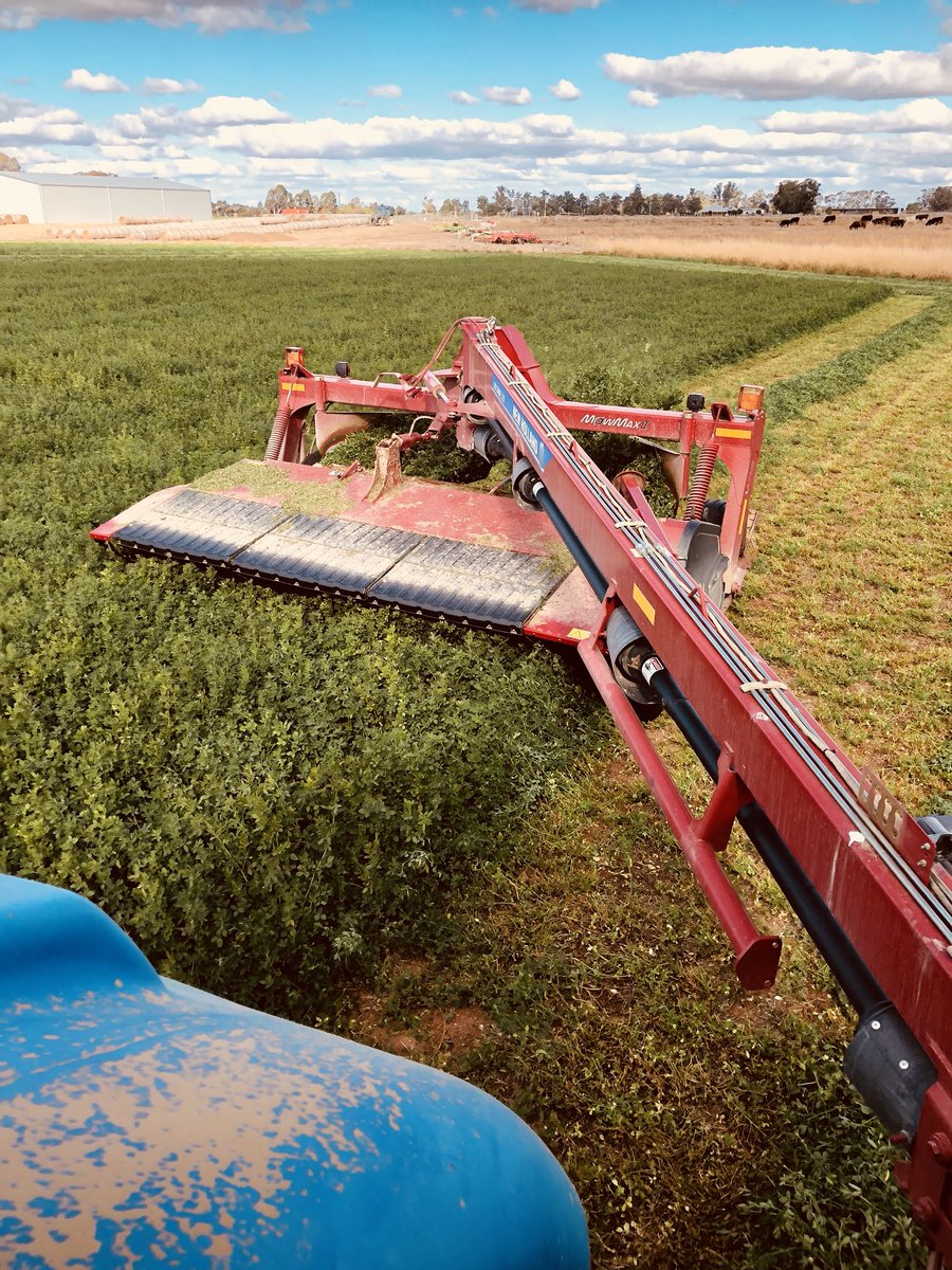 ben_nexhip's tweet photo. SSDI lucerne is the gift that keeps on giving. #cut8 #25tonseason https://t.co/liPC58JpvM