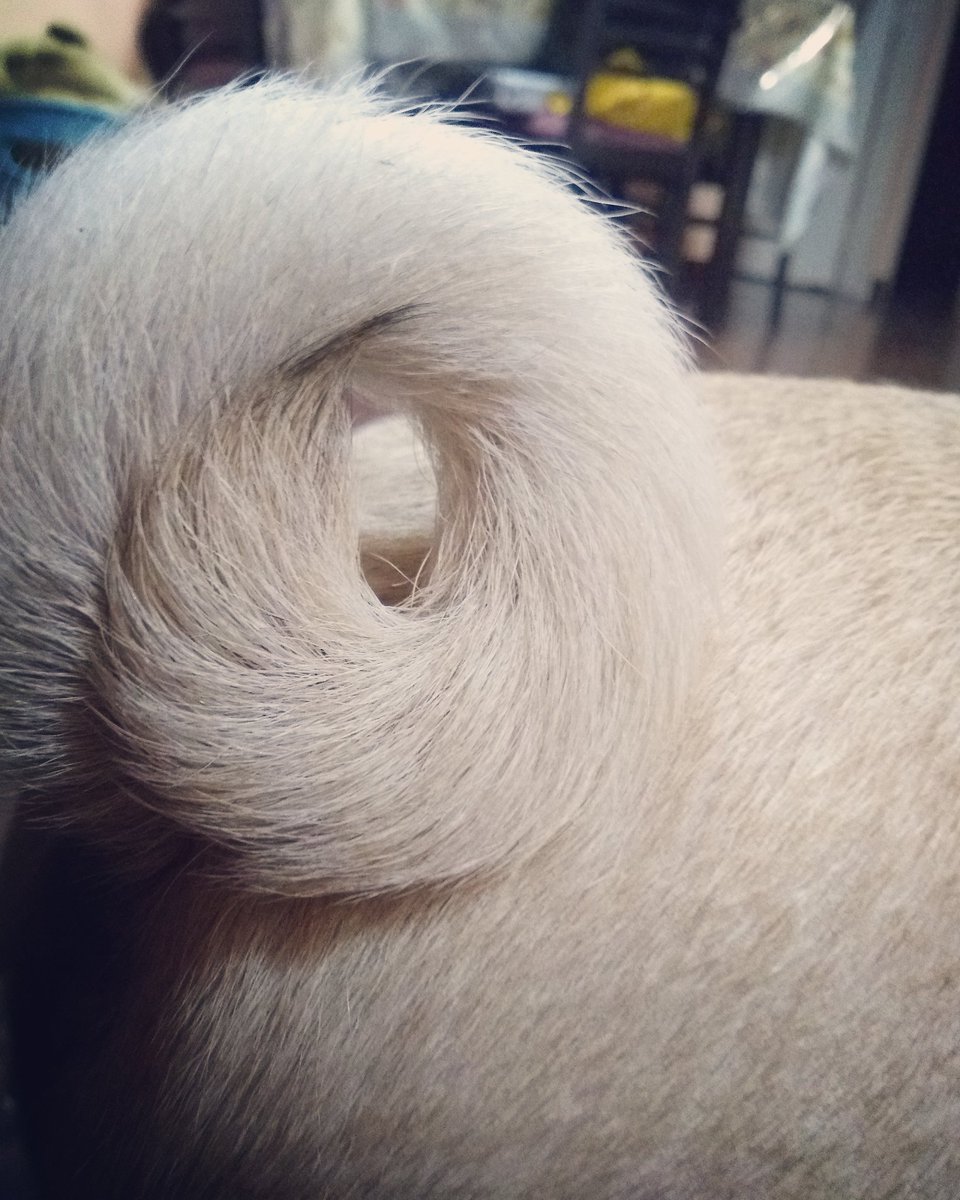 OhMyPugness's tweet photo. Good morning! Pugnuts anyone?? πΆπ© #pawsome #pugnut #Donuts #donut #goodmorning #CutenessOverload #pugtail #tail #breakfast #dogs #dogsoftwitter #PugsOfInstagram #pugs #puglife #supercute #puglove https://t.co/OIrIHU12gg