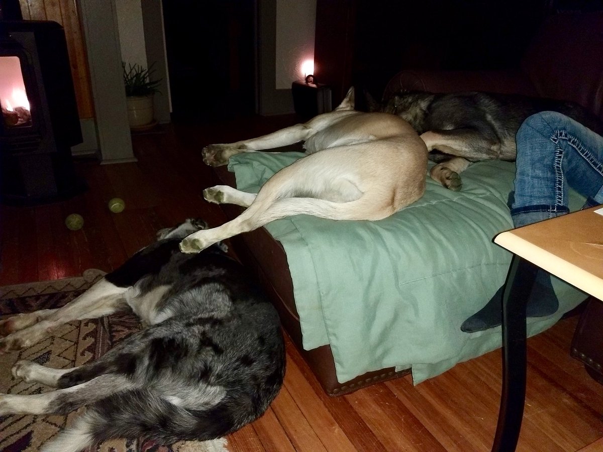 terry_perrin3's tweet photo. Everyone relaxing after a busy day https://t.co/SHVQVhMvcT