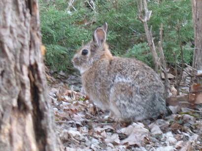 Mo Na Twitterze 野うさぎ こんにちは 庭に迷い込んだ野うさぎ 大型の猫の大きさ 白いしっぽ 野菜や木の皮を食べるので 可愛いけれど招かざる客 Mo Na Twitterze 野うさぎ こんにちは 庭に迷い込んだ野うさぎ 大型の猫の大きさ 白いしっぽ 野菜や木の皮を食べるので 可愛いけれど招かざる客