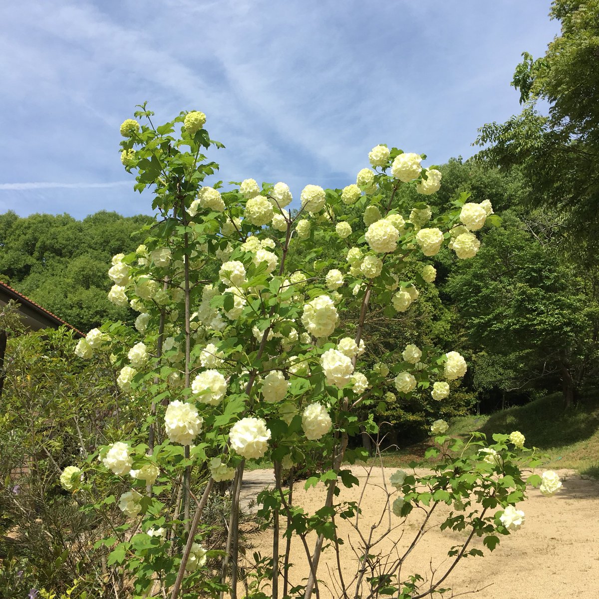 ট ইট র 家守大輔 森の8カテンの庭にスノーボールが綺麗な白い花を咲かせています スノーボール 森の8カテン