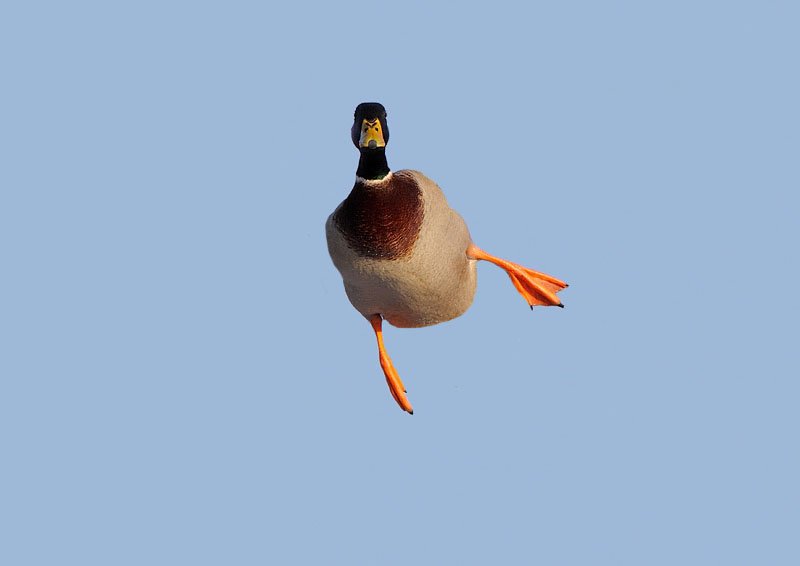 44+ Birds Without Wings Flying Pics