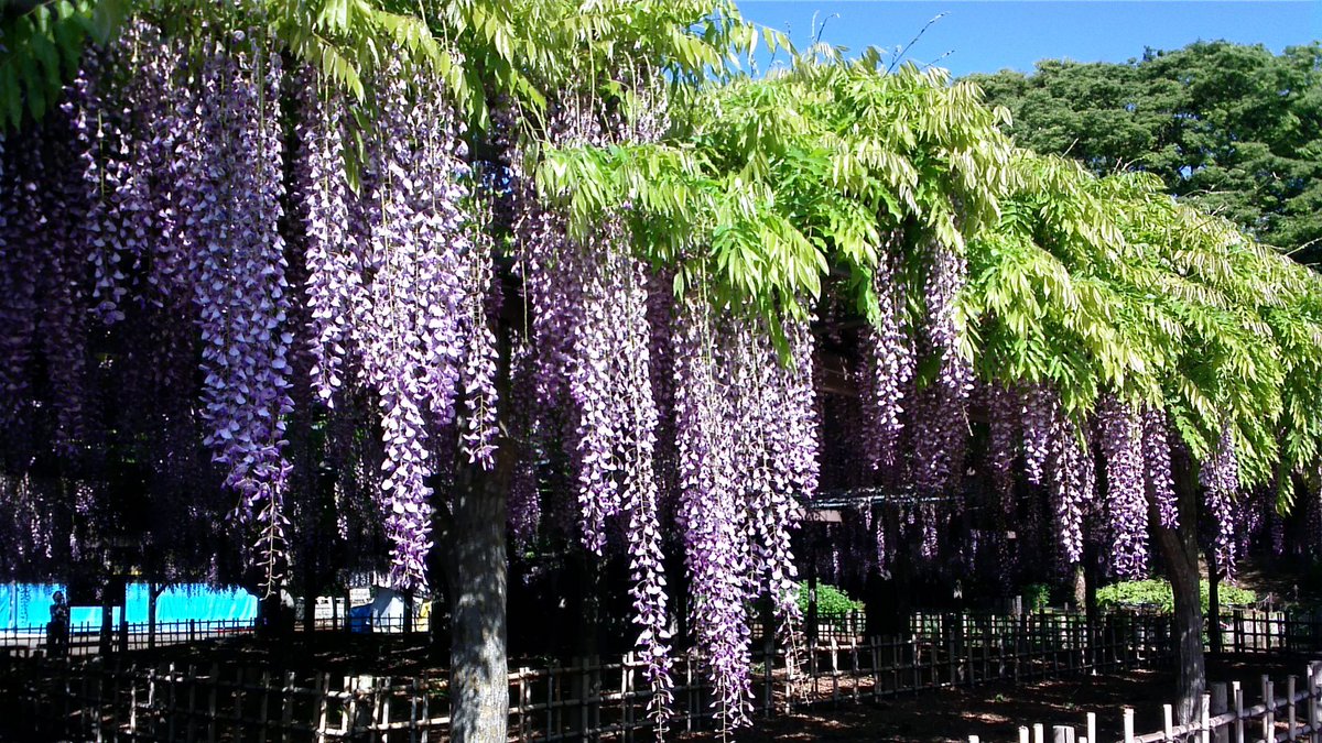 玉敷神社 今朝の藤 池の側の白い藤も開花してきました それにしても今年の藤はおかしい 大藤は短いだけでなく 途中既に枯れ始めている房もあるんです 桜も見頃が短かったし せめて藤はもう少し 騎西藤まつり まで頑張って咲いていて欲しいですね 玉敷神社 今朝の藤 池の側の白い藤も開花してきました それにしても今年の藤はおかしい 大藤は短いだけでなく 途中既に枯れ始めている房もあるんです 桜も見頃が短かったし せめて藤はもう少し 騎西藤まつり まで頑張って咲いていて欲しいですね
