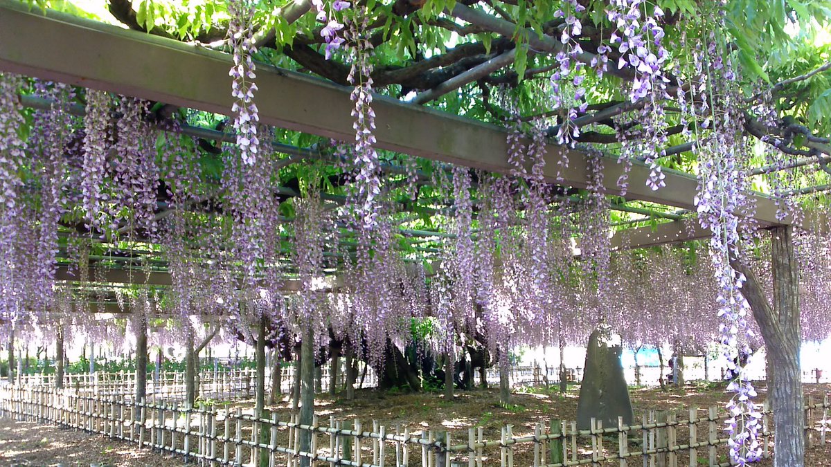玉敷神社 今朝の藤 池の側の白い藤も開花してきました それにしても今年の藤はおかしい 大藤は短いだけでなく 途中既に枯れ始めている房もあるんです 桜も見頃が短かったし せめて藤はもう少し 騎西藤まつり まで頑張って咲いていて欲しいですね 玉敷神社 今朝の藤 池の側の白い藤も開花してきました それにしても今年の藤はおかしい 大藤は短いだけでなく 途中既に枯れ始めている房もあるんです 桜も見頃が短かったし せめて藤はもう少し 騎西藤まつり まで頑張って咲いていて欲しいですね