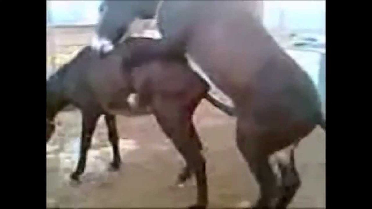 Девушка как ебийотса лошодам sex