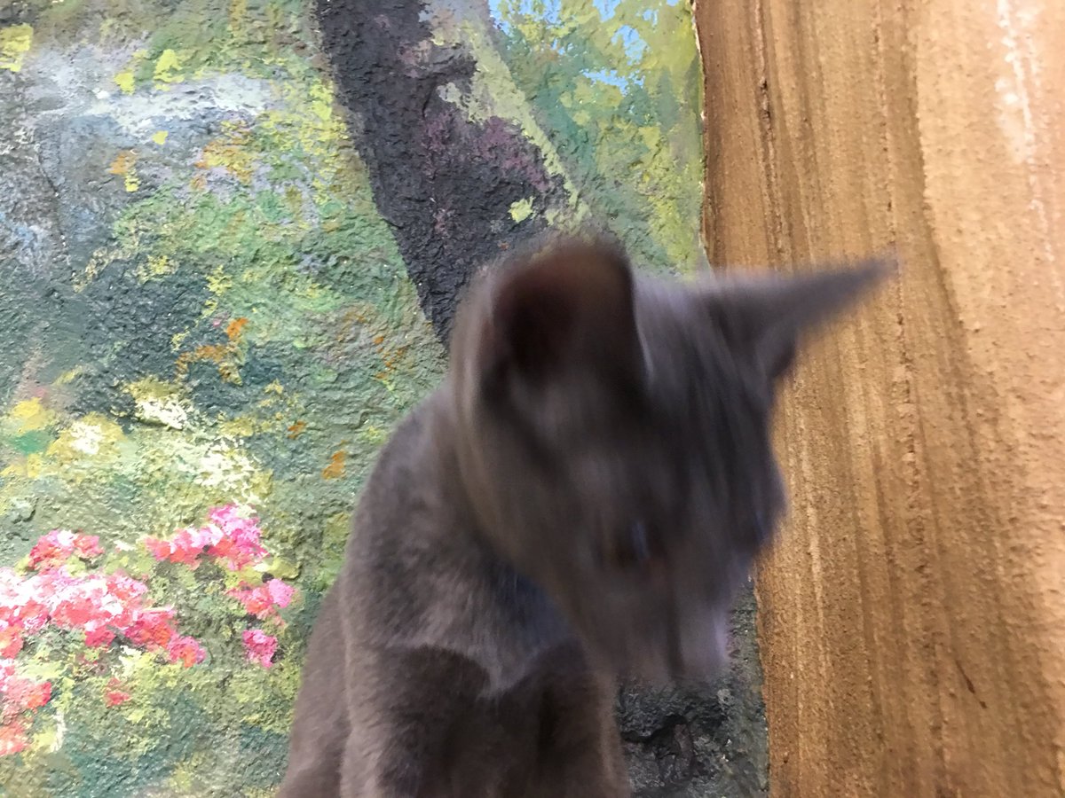 always_cat1's tweet photo. 맹꽁이들 찍어서 관계도 업로드 해야하는데 재빠르거나 자고있다😂😂

홍대 고양이카페 오늘도고양이 https://t.co/SMmz6Si4OK