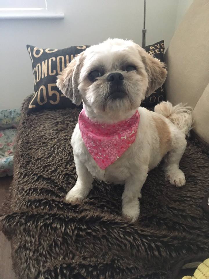 fleaforchoice's tweet photo. Little doggos need not be neglected. Catering for our canine friends is @DappersForever . Pick up some bandanas for your pet pals &amp; pride flag socks for your human pals. This Saturday 12-5 @WorkmansDublin 🌈 🐶👅🐾 ☺️💜 #fleaforchoice #dogsforchoice #dublinmarkets https://t.co/qySv49c9xN