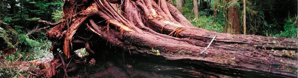 terificexterior's tweet photo. The recent blog post: 6 unbelievable things you didn’t know about Western Red 🌳 #Cedar ➡ https://t.co/1OSta35iO2 via @terificexterior @pioneerloghomes #CedarKelowna #CedarSiding #Siding #SidingKelowna #CedarSoffit https://t.co/XkESPp1xim