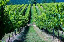 GomilaL's tweet photo. Portugal is world’s 9th biggest wine producer
https://t.co/GpYPStnfak   #Portugal #wine #vinho @HerdadeFozdaRep @Best_of_PT @PabloM59919663 @SSDouroValley @Portugal_ES @SNlisboa @SPENDINporto @SPENDportugal #Travel https://t.co/ntRU1Nnck0