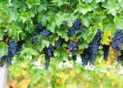 GomilaL's tweet photo. Portugal is world’s 9th biggest wine producer
https://t.co/GpYPStnfak   #Portugal #wine #vinho @HerdadeFozdaRep @Best_of_PT @PabloM59919663 @SSDouroValley @Portugal_ES @SNlisboa @SPENDINporto @SPENDportugal #Travel https://t.co/ntRU1Nnck0