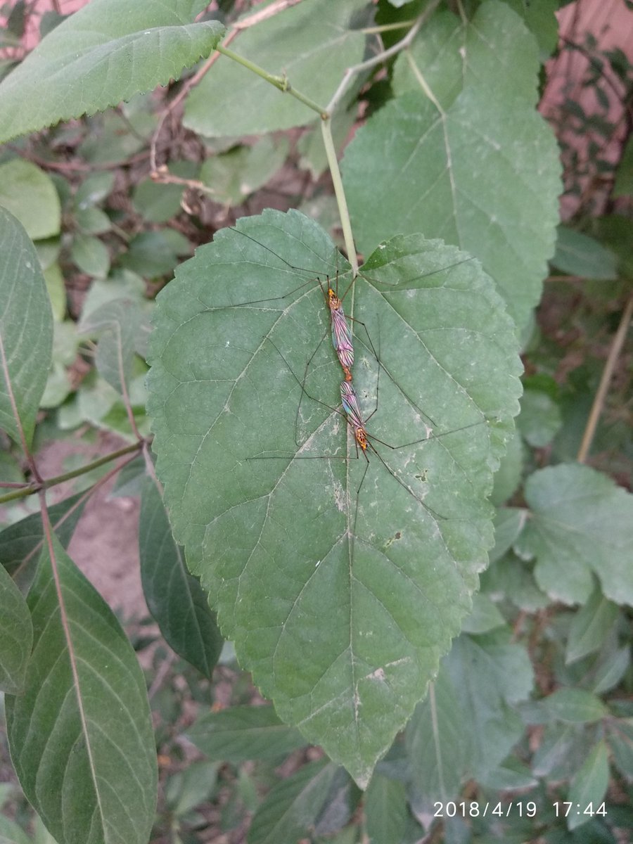 AR_sharmaa's tweet image. #SaveNature
#LoveNature
#SaveEnvironment 
It's so cool