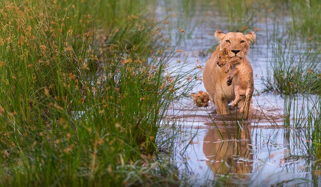 naturalpick's tweet photo. A lioness carries one of her cubs in her mouth while the other swims behind in this moment caught by Your Shot photographer Connie Bowen https://t.co/oR7IS7Oddl