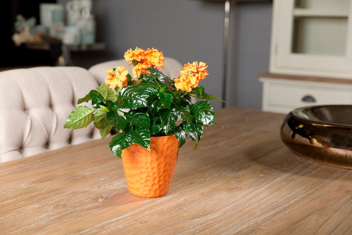 keanjesBob's tweet photo. Vrijdag  vieren wij met heel Nederland de verjaardag van onze Koning Willem Alexander. Het gehele land zal weer #oranje kleuren. In huis kunt u de Oranje stemming er goed in krijgen met onze prachtige #Crossandra #Fortuna! #Koningsdag #Kingsday https://t.co/uly2Kb8Rws