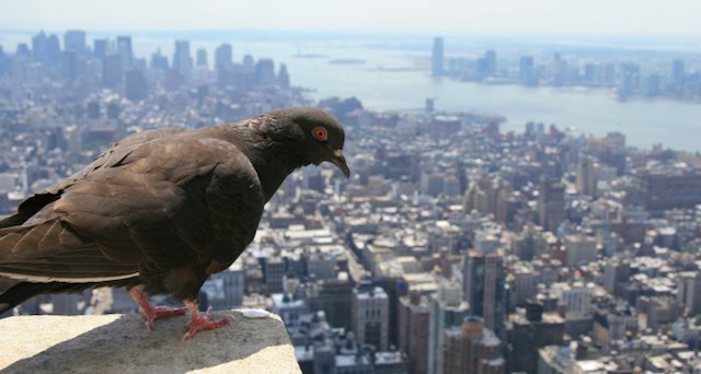 PIPPDX's tweet photo. Local Search: Did Google Pigeon Soil the SERPs? https://t.co/AWyKrhABtR
#GoogleAlgorithm #GoogleUpdates #localsearch #localbusiness #GoogleSearch #localsearchmarketing #Portland #Oregon #PIPPDX https://t.co/jFBCgnQugx
