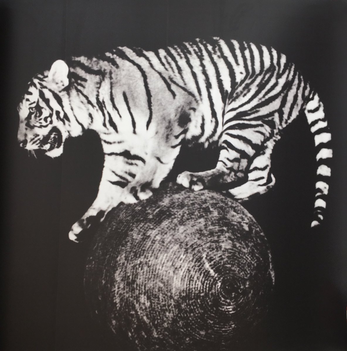 tweetTimHubbard's tweet photo. To the wonderful @RWABristol for #SawdustAndSequins.  Extraordinary, tragic, gorgeous &amp; bizarre #circus imagery from many wonderful artists including photos by @PeterLavery50. Congrats to @AlisonBevanRWA &amp; all involved. https://t.co/vQkeeD8mPy