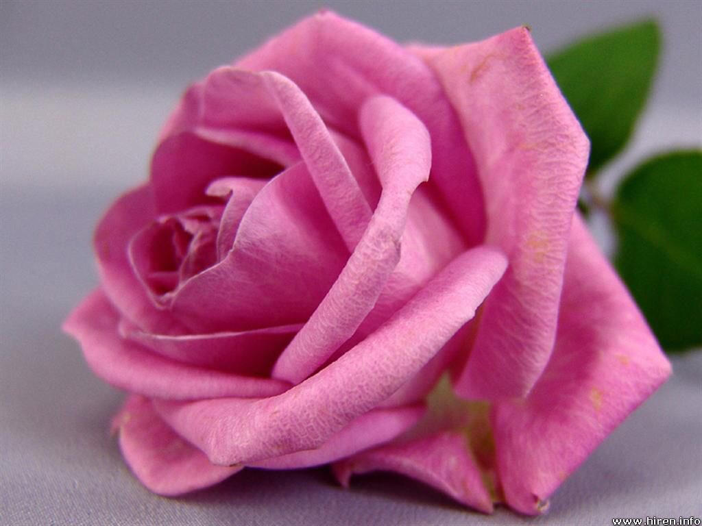 Ltof505's tweet photo. ربنا أنت المحيط بكل أمورنا
والعليم بكل شؤوننا.
فالطف بنا من حوادث الزمان.
واحفظنا في كل زمان ومكان.
واكفنا الهموم والأحزان. 

💕🕊

 #أم_عبدالله_وبناتها 
 #قروب_العفراء_للدعم
#قروب_حاتميه_للدعم https://t.co/licvfHTyrn