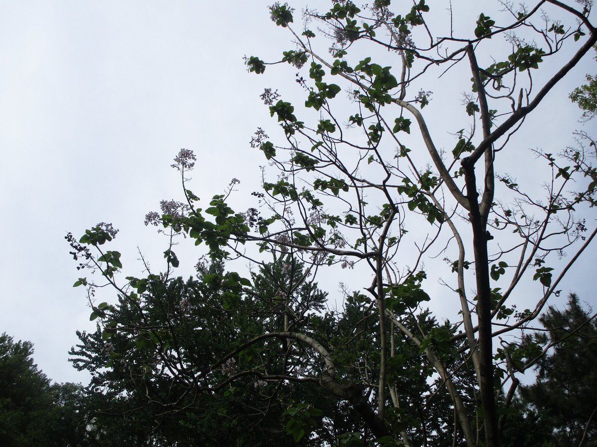 都立代々木公園 キリの花が咲いています 薄紫色の花をつけた立派な木です フラワーランド北側園路で見られます 今の時期に咲くのに何故12月札なのでしょうか