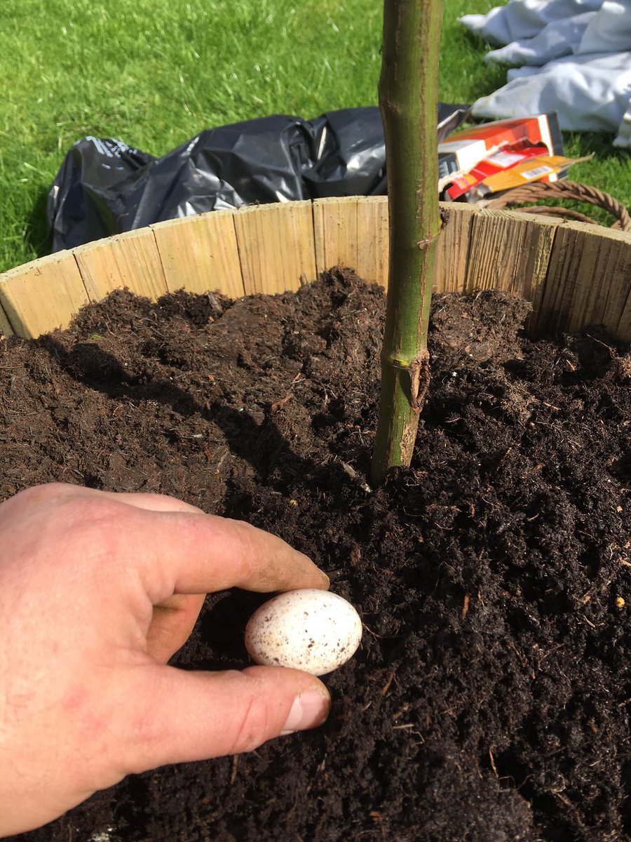 Spikyjumper's tweet photo. Found this egg in a plant pot buried in compost under a rose. Any ideas what type of egg it is and how it got there? @BBCSpringwatch @ChrisGPackham https://t.co/y5ZtP7RNJJ