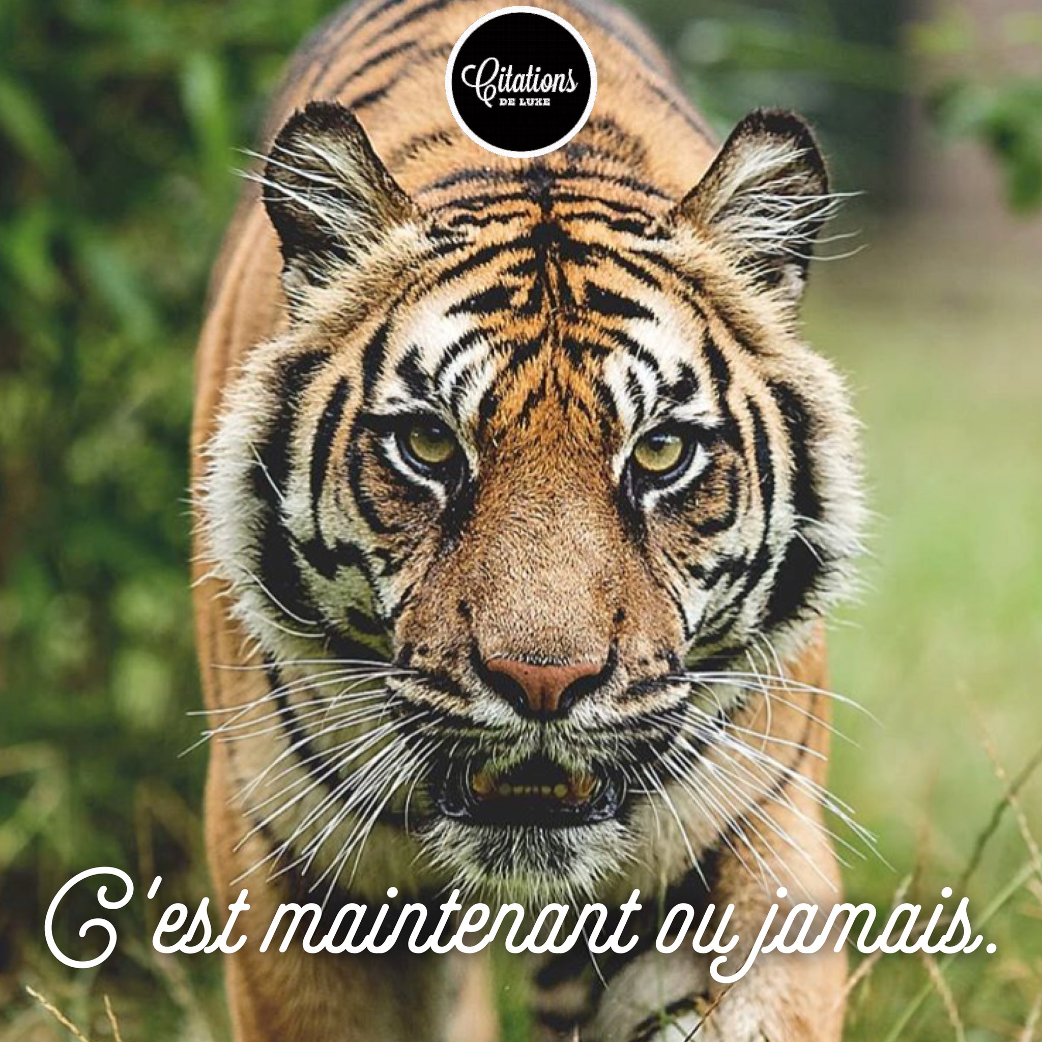Citations De Luxe C Est Maintenant Ou Jamais Citation Tigre Nature Business Challenge T Co Xgi4wk8euw Twitter