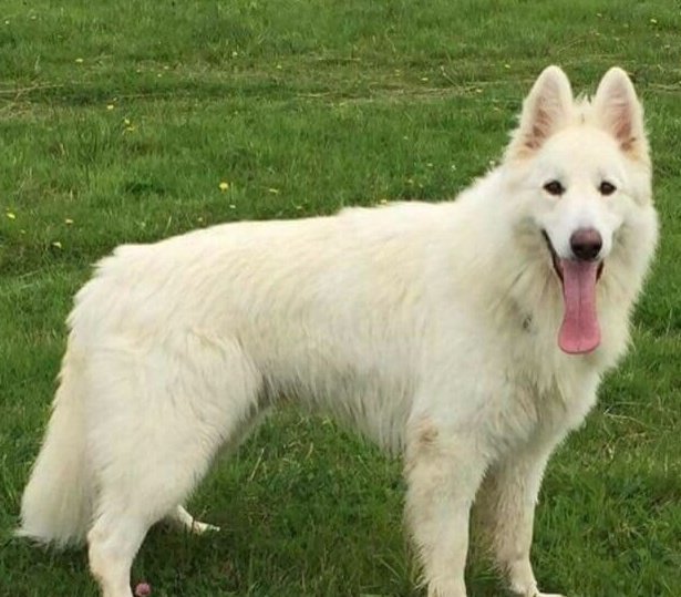 Help #raiseawareness, bring these two much loved furbabies home
#Like #share #support #JoinTheFight 
facebook.com/findzalaandzeu…
#FindZalaandZeus #Stolen #MissingDog #missing #Barnsley #YorkshireHour <a href="/LostboxYORKS/">Lostbox - Yorkshire</a> <a href="/yorkshire_hour/">#YorkshireHour</a> <a href="/IAATA2016/">IAATA</a> <a href="/AWOLPets/">AWOL Pets</a> <a href="/LostDogAlertUK/">LostDogAlertUK</a> <a href="/letouryorkshire/">Tour de Yorkshire 🚴</a>