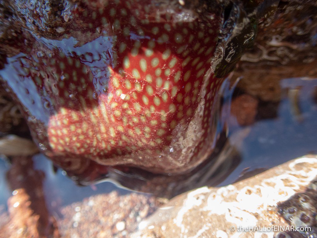 theHALLofEINAR's tweet image. New article: There&apos;s a strawberry in my rock pool #anemones #wildblogs thehallofeinar.com/2018/04/theres…