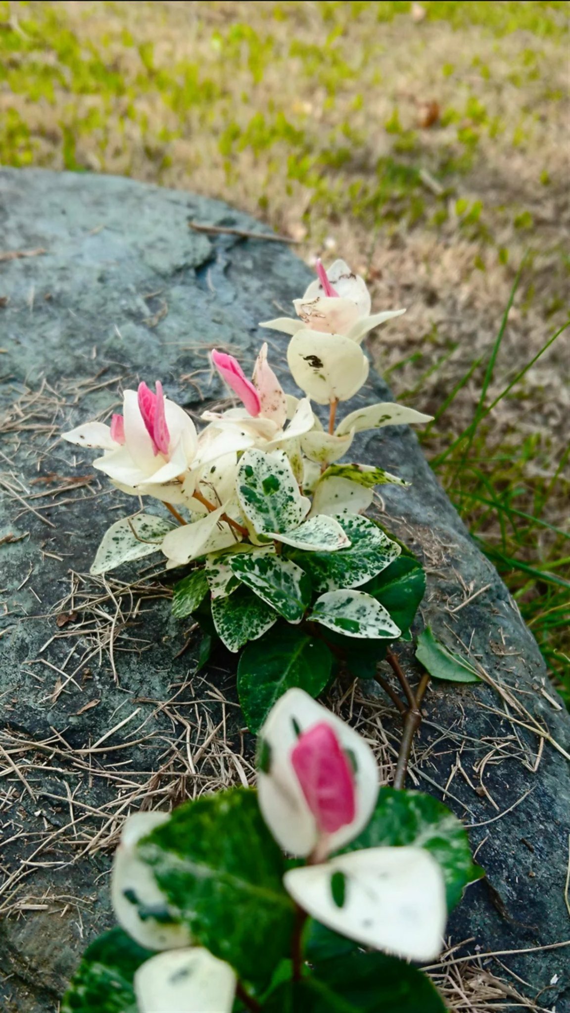 Sadao Kuzume 庭にて 学名 Trachelospermum Aslaticum 英名 Japanese Star Jasmine 科 属 キョウチクトウ科ティカカズラ属 別名 フイリテイカカズラ 初雪カズラ 花言葉 化粧 素敵になって T Co Ccfw5ydesg Twitter