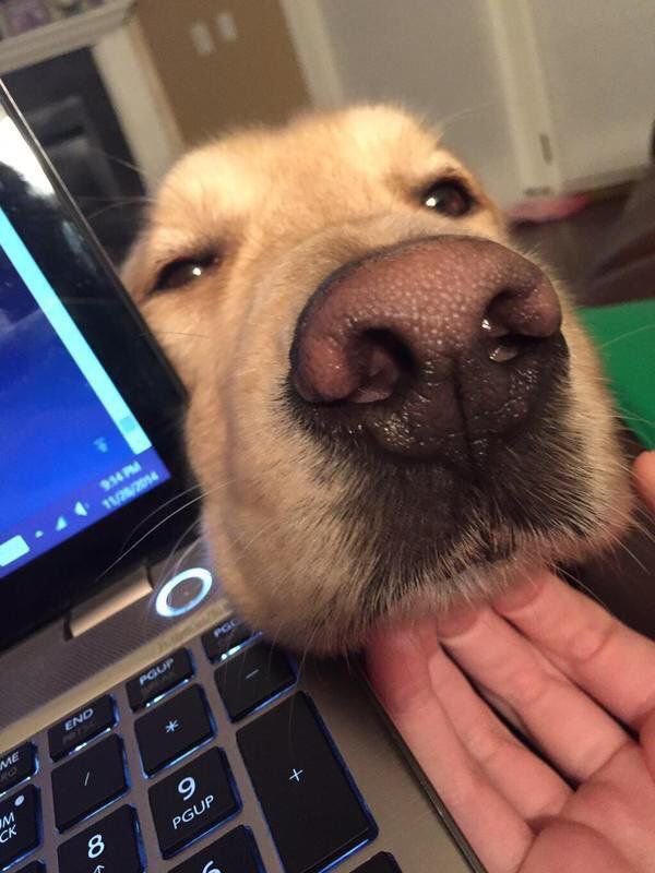 animalaround's tweet photo. อุ๋งๆตามเทรนด์หน่อยย https://t.co/TtTAcNu5zL