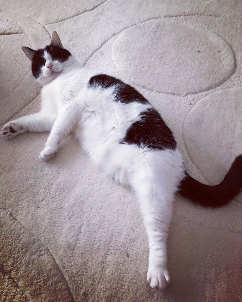 m_pkent's tweet photo. Good morning to you too! 🌻 I'm just checking the rug hasn't moved.. I will be finished soon!! 💞🐾💤😹
#fluffyfursday #ThursdayMotivation  #rugcat https://t.co/WzTXvhG5iD