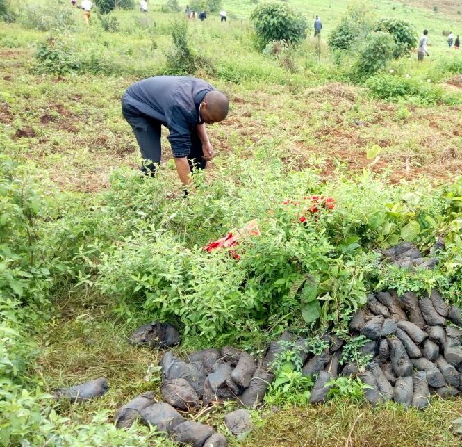 HELBpage's tweet photo. Here are reasons why we should all embrace tree planting: Each year a mature tree produces enough oxygen for 10 people. 1/5 #BringBackOurGreen @WWF_Kenya https://t.co/QPCk4VicLU