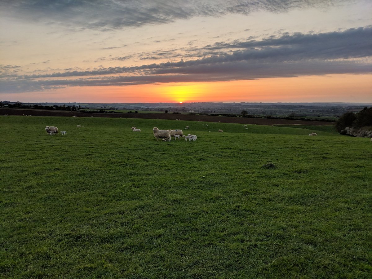 Here are some of our newest additions enjoying the good weather we had last weekend! 🐑🌞 #Lambing18 #farming #FarmShopUK