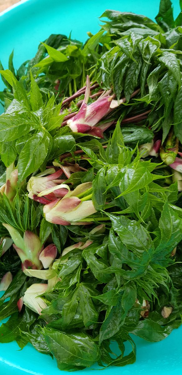 나는 
봄을 기다리는 이유중 하나가..
이것 
보고..먹고
싶어서일꺼다..
이제..
또 기다려야한다..
저 푸름을..
그쌉싸름한 느낌을....
(개두릅에 한 세월을 맡기며...)