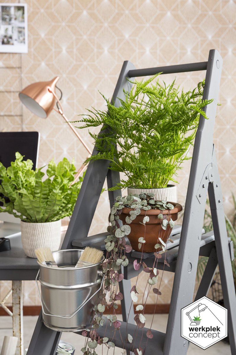 Van volledige metamorfoses tot kleine aanpassingen. Van kleuradvies tot allerlei planten en bloemcreaties. Van ontwerpen tot het afstylen van uw zakelijk interieur. Wij denken met u mee in vindingrijke oplossingen en nieuwe concepten. werkplekconcept.nl