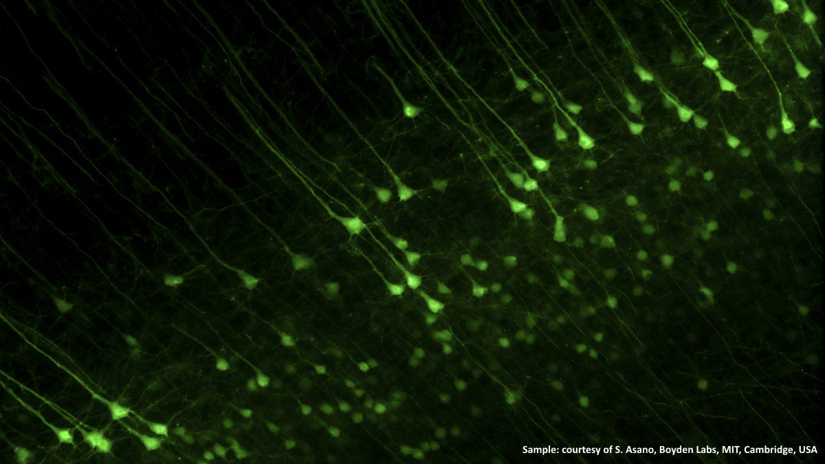 download Local Density Theory of Probability