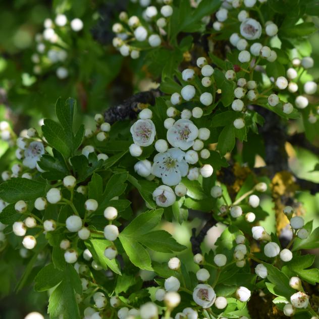 Veronique_Kanel's tweet photo. C'est le #printemps, la #nature se réveille: découvrez-la avec un #dzin du coin! Partez en balade le long des sentiers du Mont-Vully à la rencontre des #plantes et de leur histoire: https://t.co/SqJONbkN3Z @fribourgregion #backtonature #inLOVEwithSWITZERLAND https://t.co/naEsjcnQSv