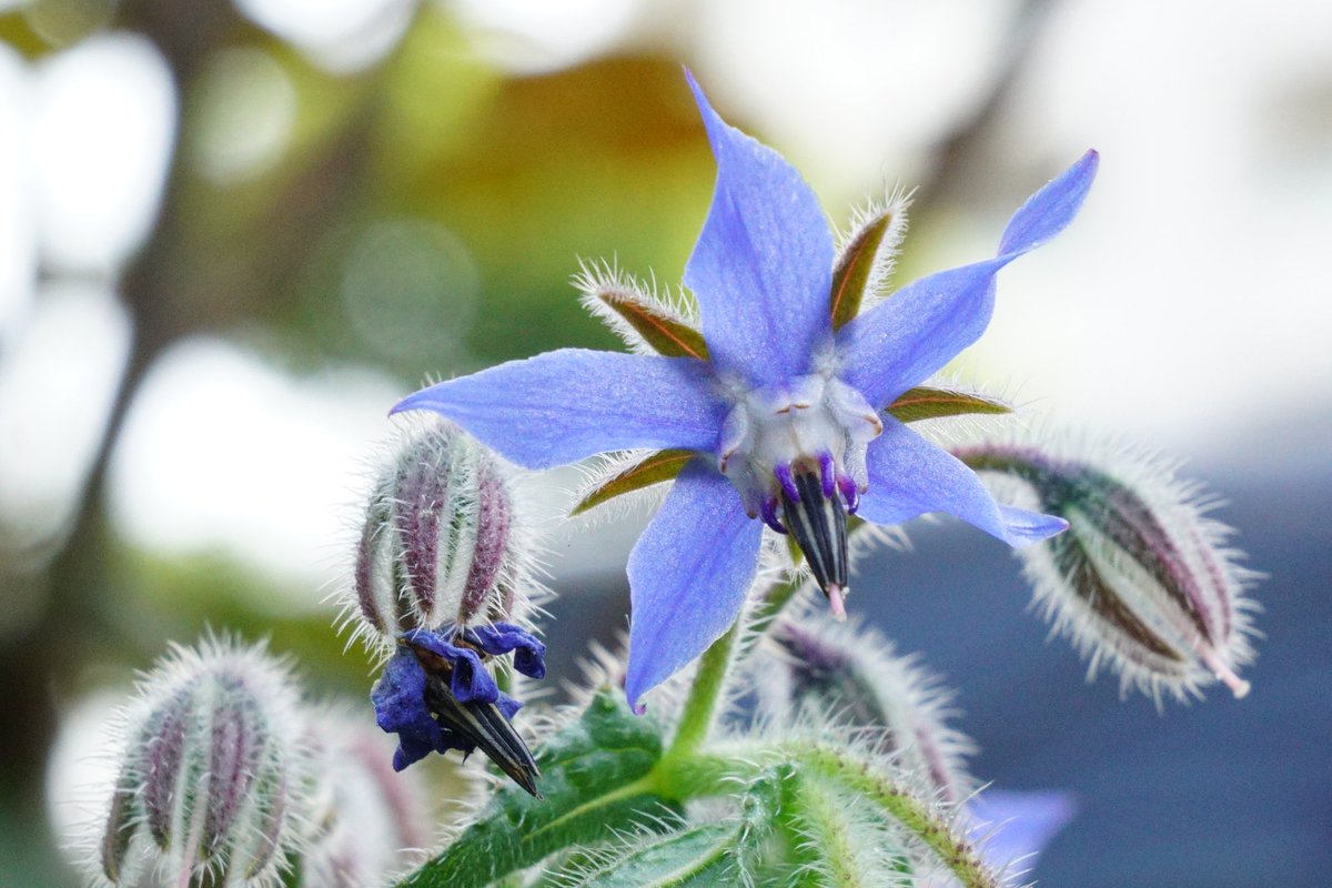 トコハナロジー En Twitter ボリジ 星型で透明感のある青い花が特徴的な一年草です 若葉は爽やかな風味の香りづけに 花 は料理の飾りとしてつかわれるハーブ 花言葉 心変わり 勇気 保護 憂いを忘れる 心を刺激する