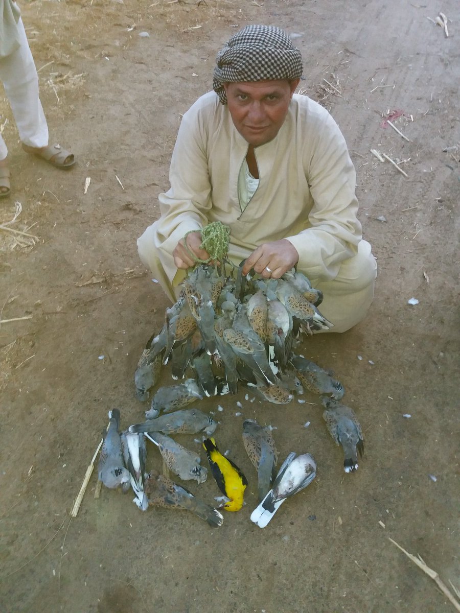 zxOiKvTHIuEZ8sM's tweet photo. صباح الخير على الجميع الصيدين صيد يوم ٢٥ل٤ل٢٠١٨ مع ابو خالد عبدالستار الفيوم منظم رحلات صيد فى مصر و الفيوم 00201092735981الحربى للرحلات والسياحة https://t.co/Jinfq5K3fA