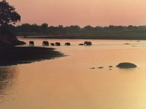 AWebsiteMentor's tweet photo. "For most of 2001, I woke each morning to the clatter of baboons on my roof, and fell asleep at night..." https://t.co/UL105u7ykx #Zambia #Career #Design #Wildlife #WebDesign https://t.co/RyTaRNJHJa