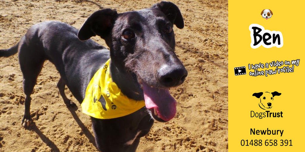 DogsTrust's tweet image. Ben here is a very handsome 1 year old #Greyhound @dt_Newbury, he has a great fun character who loves to investigate everything. Ben loves his toys, throwing them around and chasing them is great fun to him!
Online profile 👉 fal.cn/4DwQ #adogisforlife