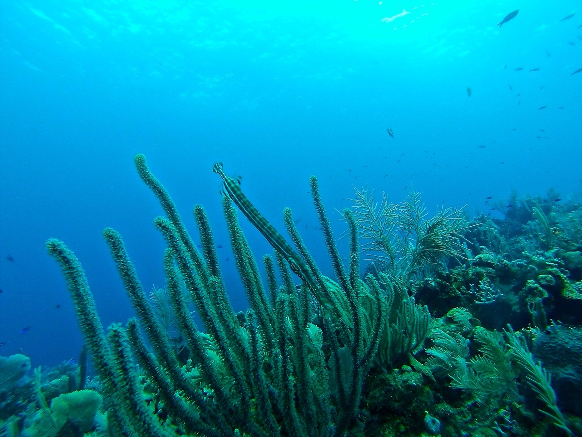 climatecouncil's tweet photo. NEW REPORT: Catastrophic reef mortality confirmed on #GreatBarrierReef 😭 https://t.co/Rc14U0kOZE https://t.co/Gqg8lyo9NX