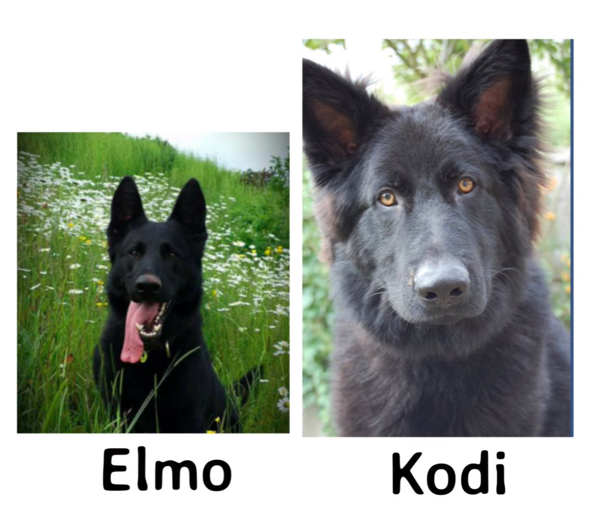 National K9 Memorial tweet media