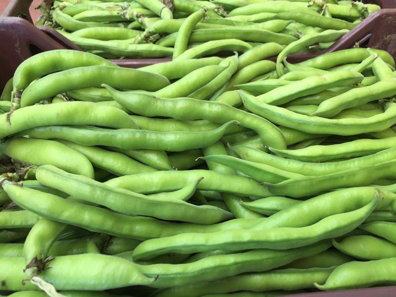 MilanoFreshSrl's tweet photo. #Broad #beans : we're exporting lots of this #beautiful product! #italian, #fresh and #tasty ! Call us immediately! #26aprile #vegetables #fruits #legumes #Export #Italia #italianfood #green https://t.co/G7fjBrmzqB