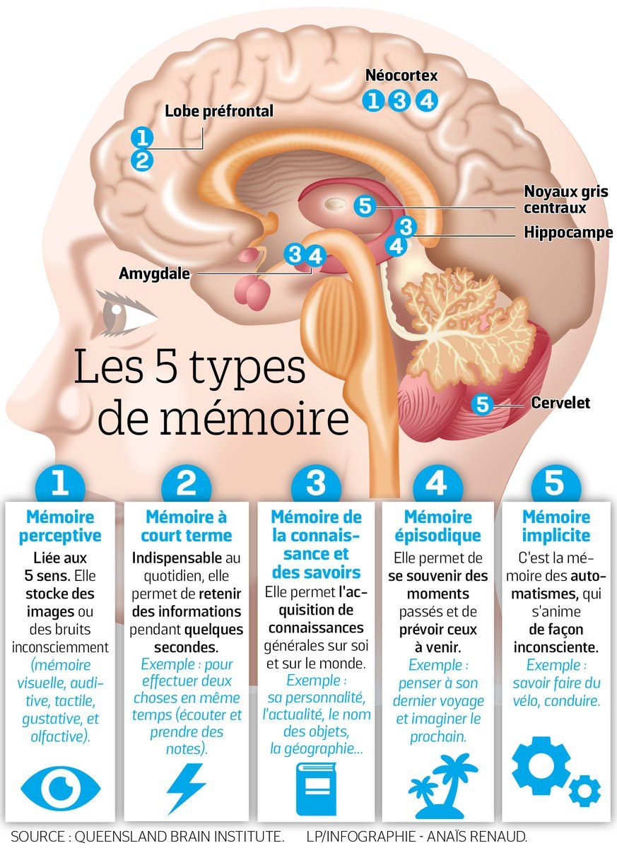 thebenimou's tweet photo. Comment les nouvelles technologies nous font perdre la #mémoire @LeParisienInfog  https://t.co/1vvSzpytb3 https://t.co/Tx1n8Obg66