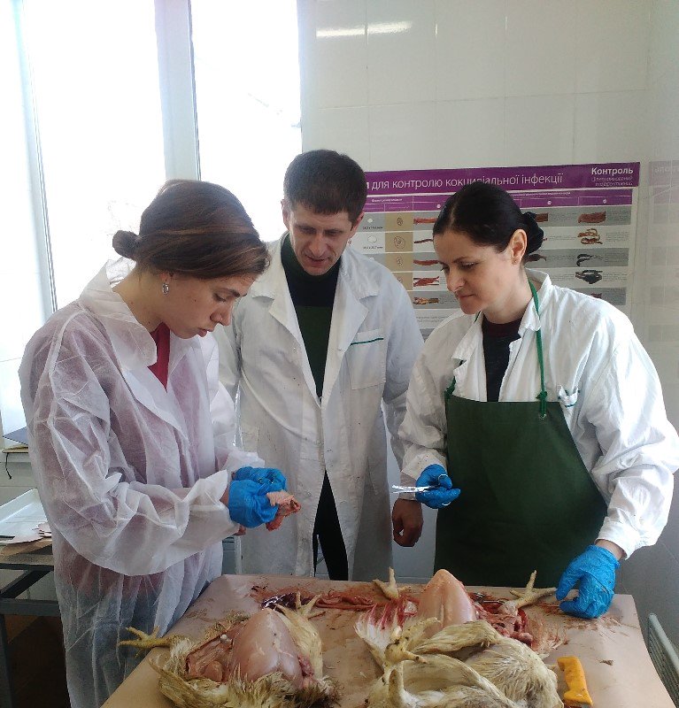 Biovet_'s tweet image. @Biovet team visited Ukraine and carried out necropsies in poultry and pig farms, also explained the functioning of #mycotoxinbinder Alquerfeed Antitox, preservatives and both intestinal conditioning and immunostimulant #pronutrients
goo.gl/N8ggNi