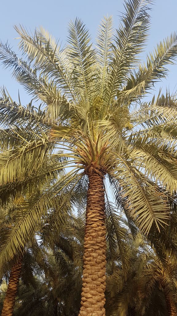 Yogi & Yousef Fresh Dates tweet media