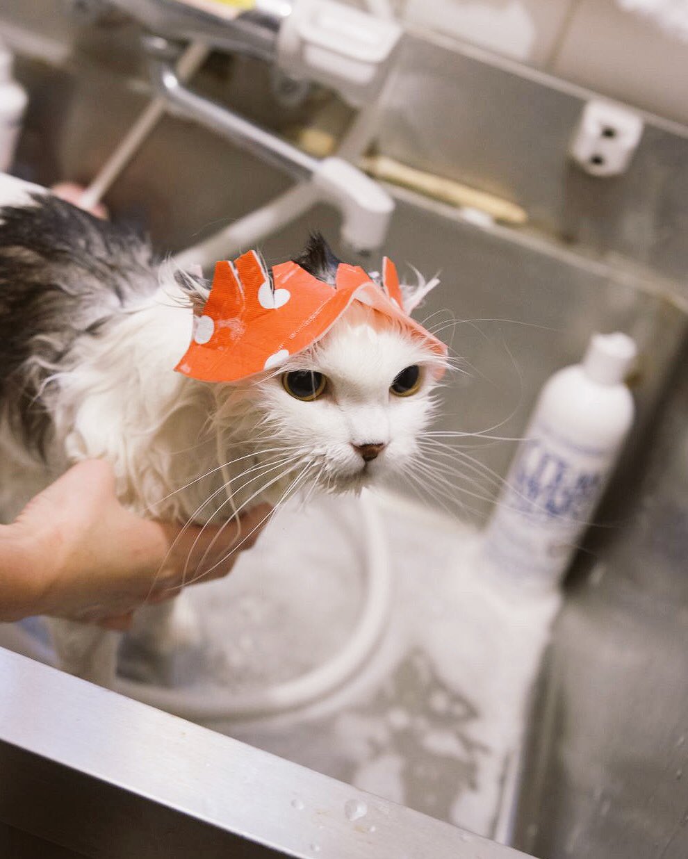 猫カフェ 猫家 川越店 埼玉 頭を洗うときには シャンプーハットを使いましょう よい風呂の日 T Co Loplig3mss Twitter