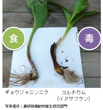 農林水産省 お知らせ コルチカム イヌサフラン を食べたことによる食中毒で死亡事例が発生しました 家庭菜園などで栽培していたコルチカムをギョウジャニンニクと誤って食べてしまう事例が多いので 十分に注意してください 詳細はこちら T