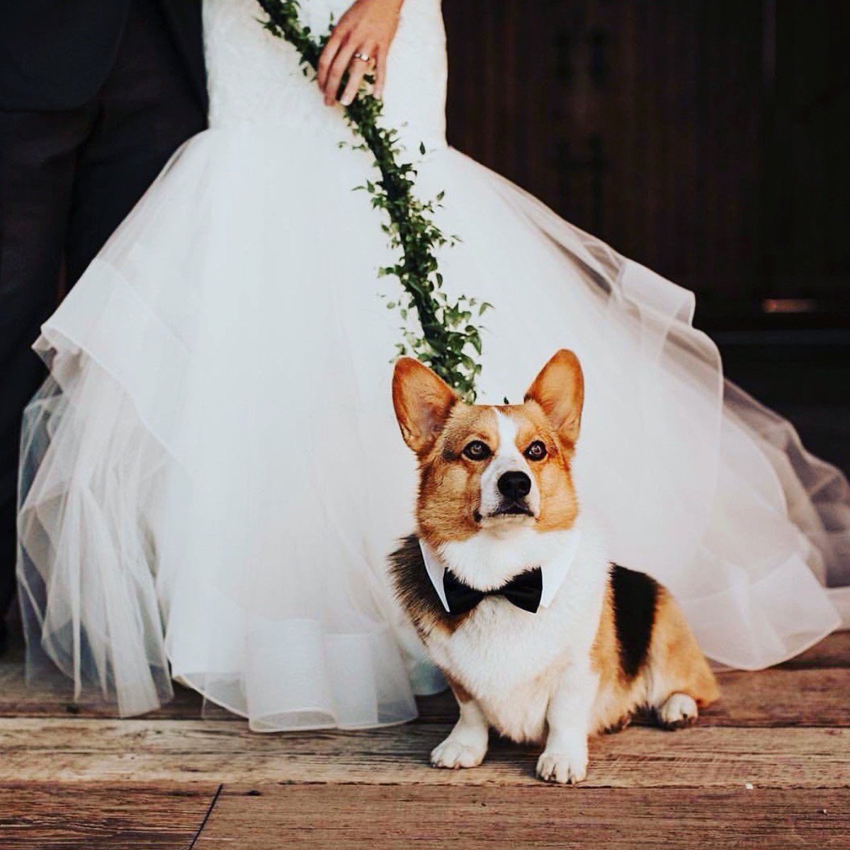 AC_Tux's tweet photo. When the pup steals the show! 🐶 @savviformalwear #actux #tuxedo #tux #wedding #prom #clevelandwedding #cleveland #akron #youngstown #columbus #ohio https://t.co/NZ2YPfEs9T