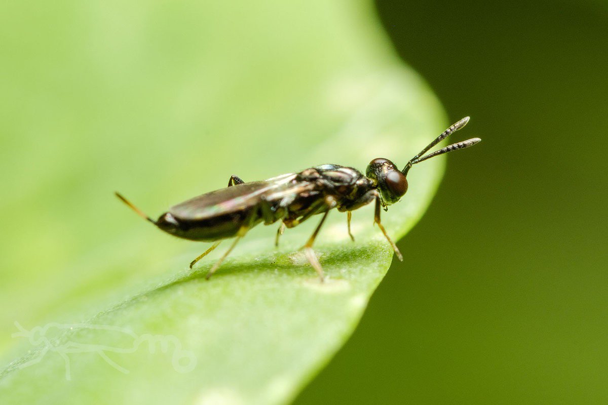Mouuuusa Twitterren 河川敷の菜の花でいろんな出来事がおきてる 絵かき虫 アブラムシをそれぞれ狙う寄生蜂 とピンぼけのちょっと大きな寄生蜂